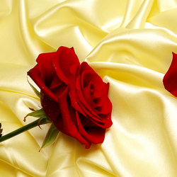 Jigsaw puzzle: Red Rose