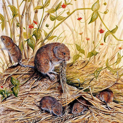 Jigsaw puzzle: Vole family