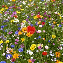 Jigsaw puzzle: Wildflowers