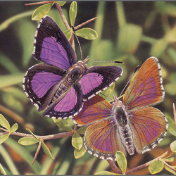 Jigsaw puzzle: Colored moths