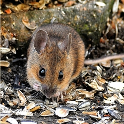 Jigsaw puzzle: Mouse