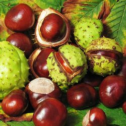 Jigsaw puzzle: Chestnuts