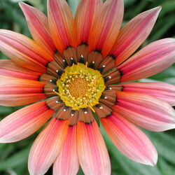 Jigsaw puzzle: Gazania