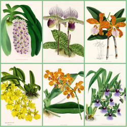 Jigsaw puzzle: Orchids in 19th century illustrations