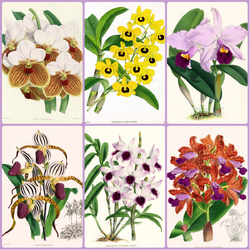 Jigsaw puzzle: Orchids in 19th century illustrations