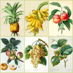 Jigsaw puzzle: Botanical collage