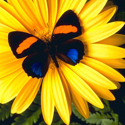 Jigsaw puzzle: Flower and butterfly