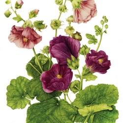 Jigsaw puzzle: Mallow