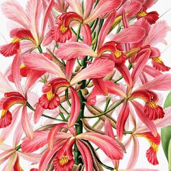 Jigsaw puzzle: Orchids in 19th century illustrations