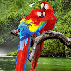 Jigsaw puzzle: Parrots in the tropics