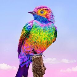 Jigsaw puzzle: Rainbow bird
