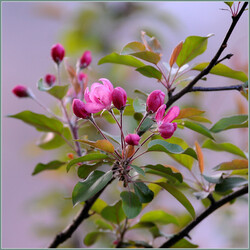 Jigsaw puzzle: Spring bloom