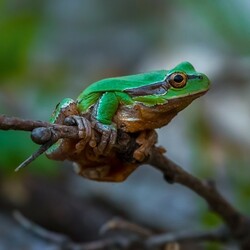 Jigsaw puzzle: Tree frog, or arboreal