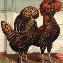 Jigsaw puzzle: Rooster and hen