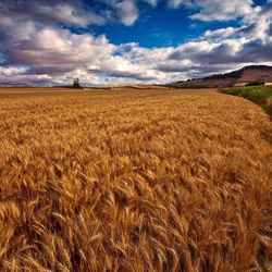 Jigsaw puzzle: Ripe wheat field
