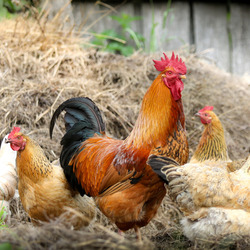Jigsaw puzzle: Rooster and hens