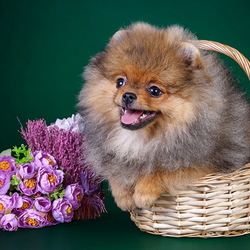Jigsaw puzzle: Dog in a basket