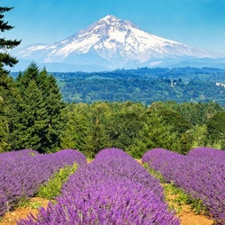 Jigsaw puzzle: Lavender field