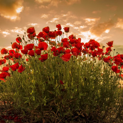 Jigsaw puzzle: Poppies at sunset