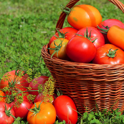 Jigsaw puzzle: Tomato harvest
