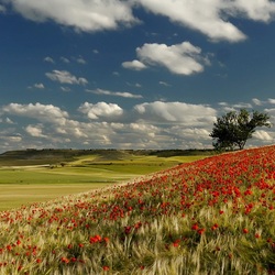 Jigsaw puzzle: Poppies on the hillside