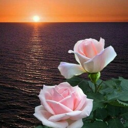 Jigsaw puzzle: Roses at sunset