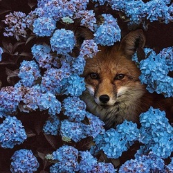 Jigsaw puzzle: Fox in hydrangea