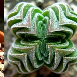 Jigsaw puzzle: Unusual Fractal Plants
