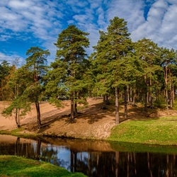 Jigsaw puzzle: Pines by the river