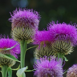 Jigsaw puzzle: Thistle