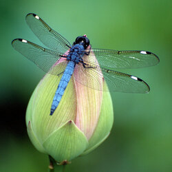 Jigsaw puzzle: Jumping dragonfly