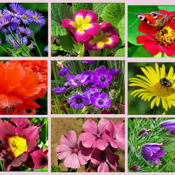 Jigsaw puzzle: Flowers in my garden