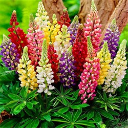 Jigsaw puzzle: Colorful lupins