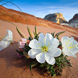 Jigsaw puzzle: Flowers in the desert