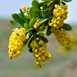 Jigsaw puzzle: Barberry