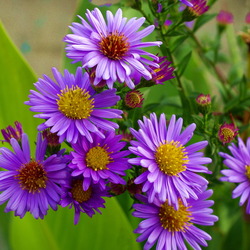 Jigsaw puzzle: Asters