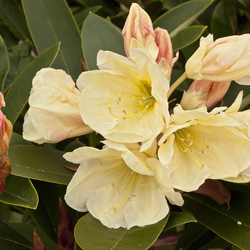 Jigsaw puzzle: Rhododendron