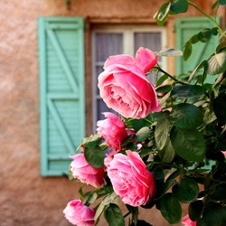 Jigsaw puzzle: Roses of Provence