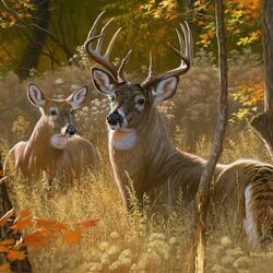 Jigsaw puzzle: Forest beauties