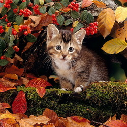 Jigsaw puzzle: Autumn kitten
