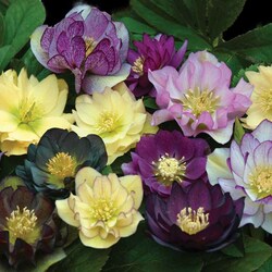 Jigsaw puzzle: Hellebore