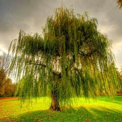 Jigsaw puzzle: Willow in a sunny meadow