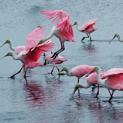 Jigsaw puzzle: Pink spoonbill