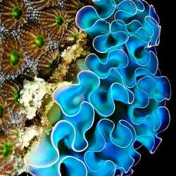 Jigsaw puzzle: Coral