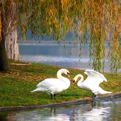 Jigsaw puzzle: Swans by the pond