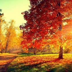 Jigsaw puzzle: Sunny day in the park