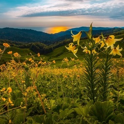Jigsaw puzzle: Blooming mountains of Abkhazia