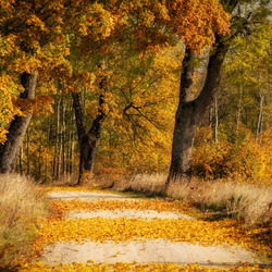 Jigsaw puzzle: The road to the autumn forest