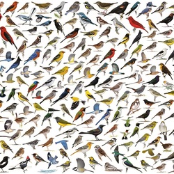 Jigsaw puzzle: A lot of birds