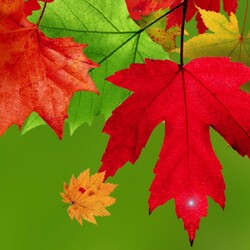 Jigsaw puzzle: Autumn leaves